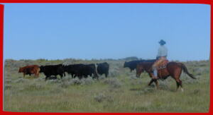 Cattle Drive at the Lake Ranch